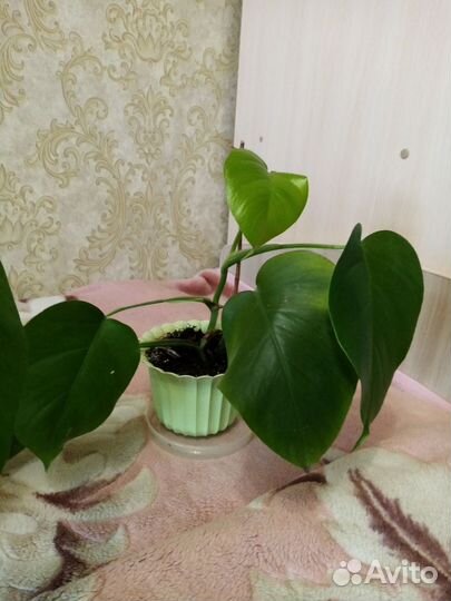 Замиокулькас, монстера, спатиф