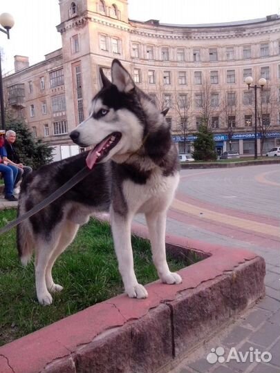 Вязка хаски