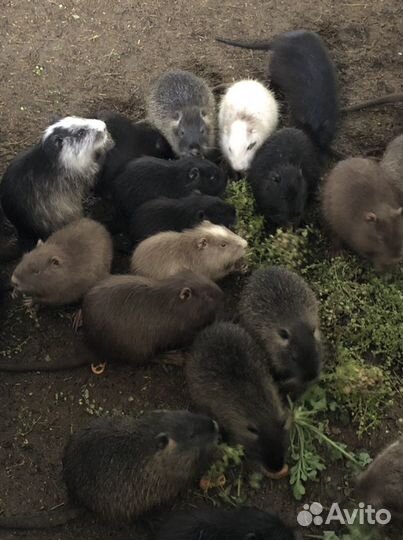 Разноцветные нутрии самцы и самки