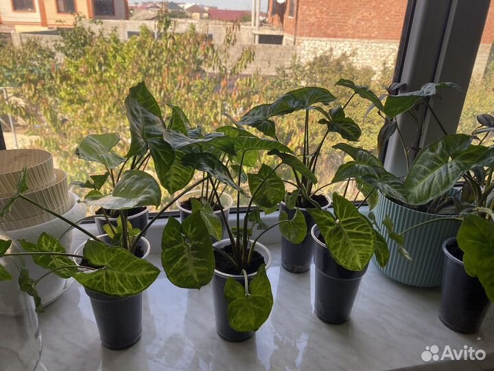 Баттерфляй сингониум