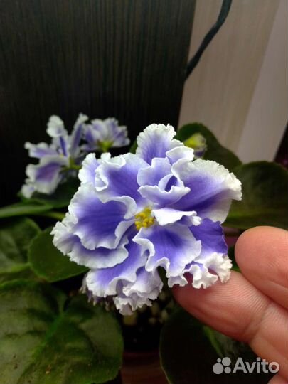 Сортовые фиалки