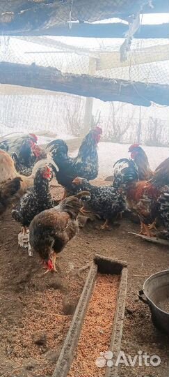 Петухи ливинские