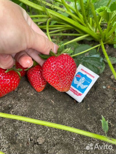 Саженцы клубники Ания (ремонтантная )