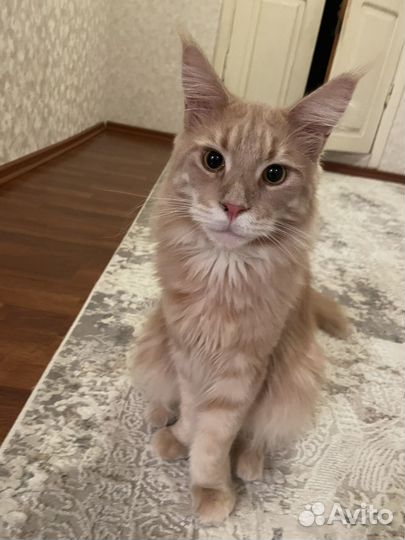 Мейкун бесплатно