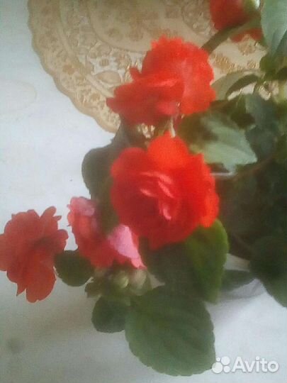 Бальзамин махровый