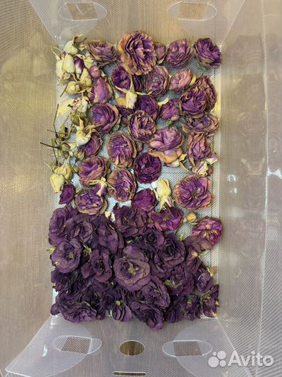 Высушенные цветы для творчества (сухоцветы)