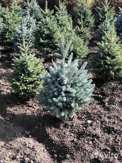 Ель голубая, сизая