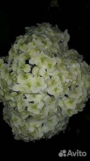 Гортензия Анабель, есть цветущие