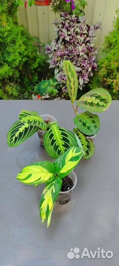 Комнатные цветы