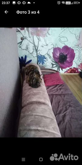 Кобель французский бульдог для вязки