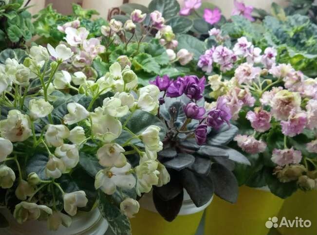 Черенки,листики мини фиалок