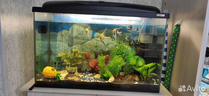 Аквариум с рыбками