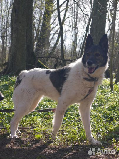 Собака Джуна