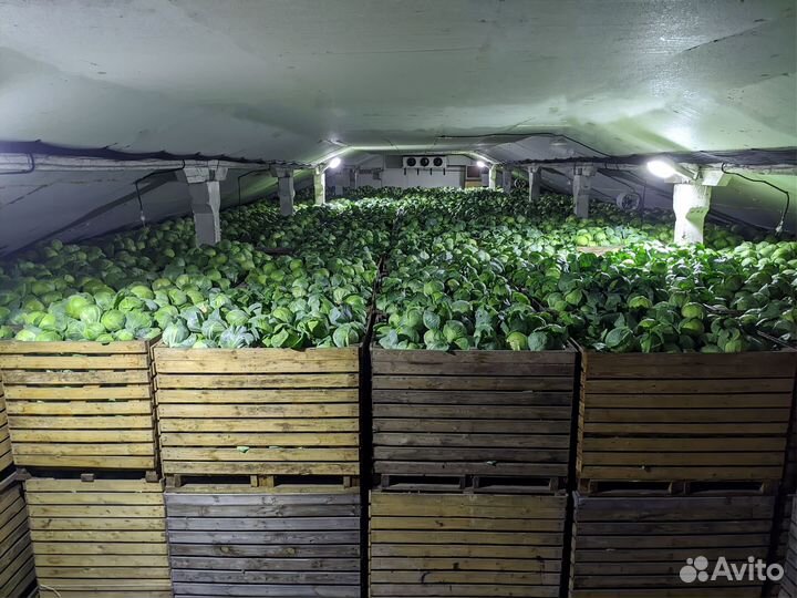 Фруктохранилища под ключ