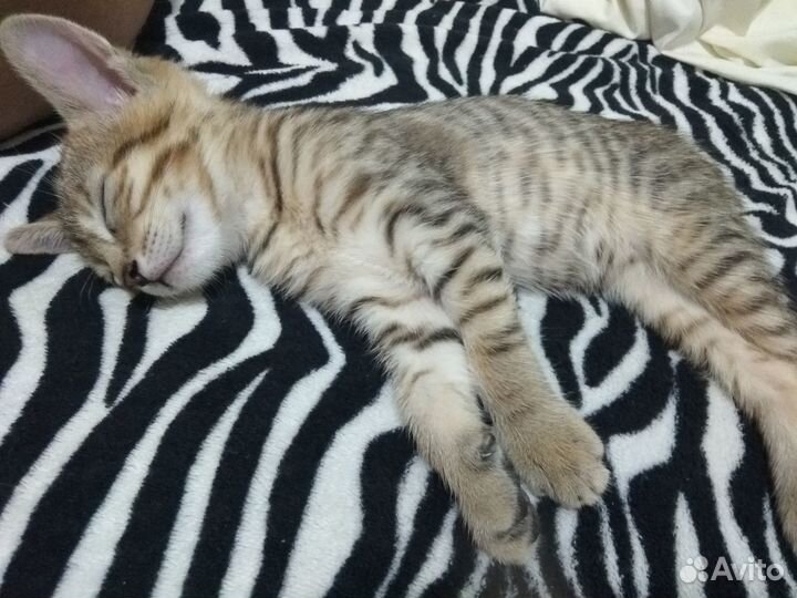 Абиссинские котята