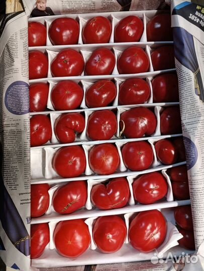 Помидоры оптом