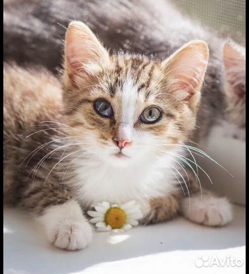 Котенок Mиkkи в добрые руки