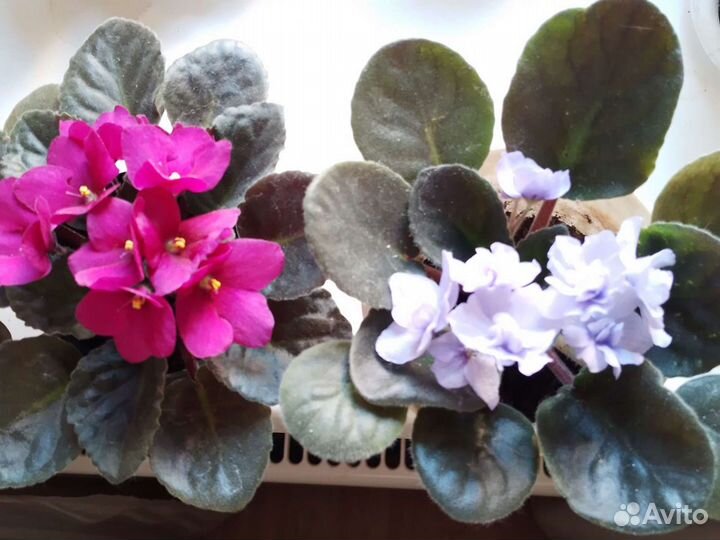 Домашние растения