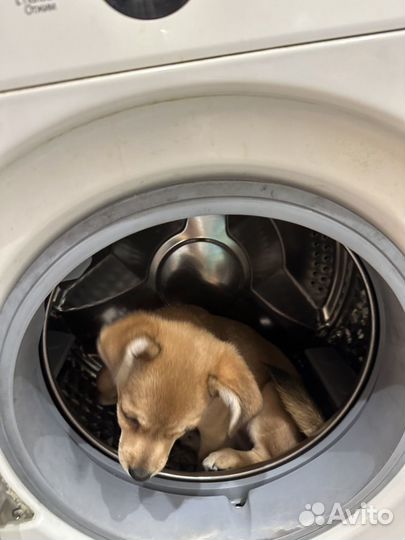 Щенок (Девочка) в добрые руки, помесь рассела