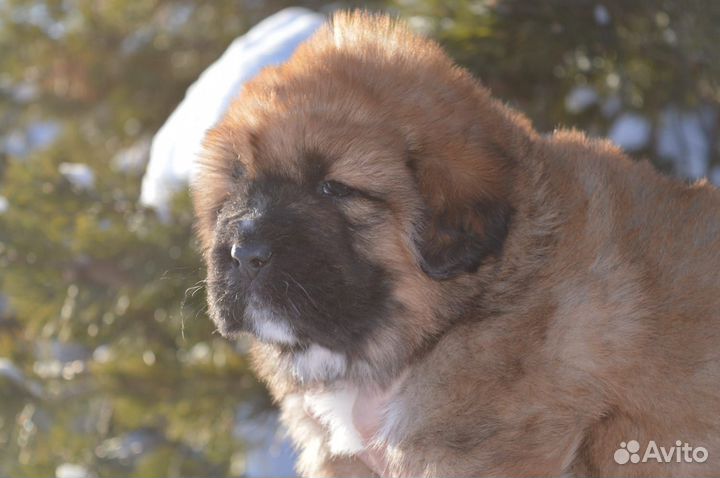 Тибетский мастиф