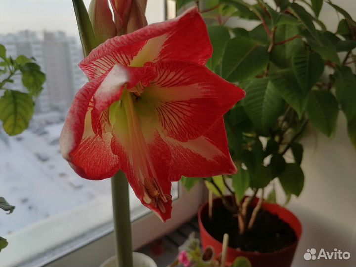 Амаралис, вечноцветущая бегония, спатифиллум