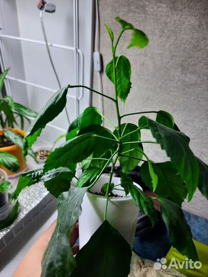 Фикус, эпипремнум, гибискус,сингониум