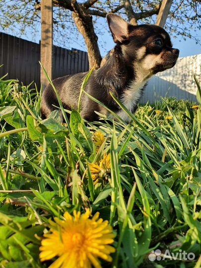 Передержка животных