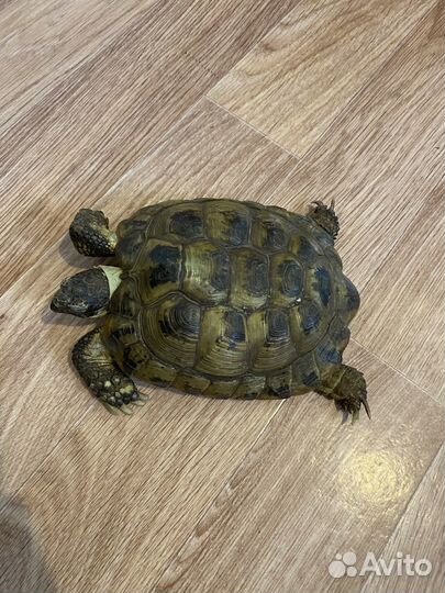Черепаха сухопутная большая