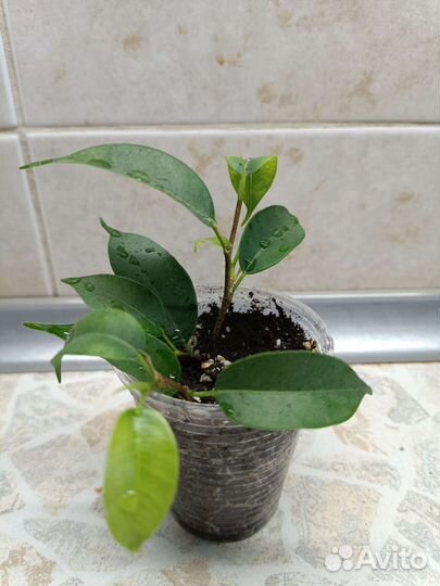 Фикус Бенджамина Наташа