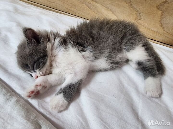 Котята милые волшебные. Пушистые :)