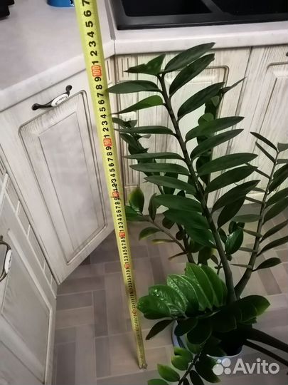 Фикус вариегатный, Замиокулькас, Кордилина