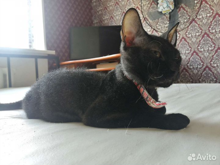 Котики бесплатно в добрые руки