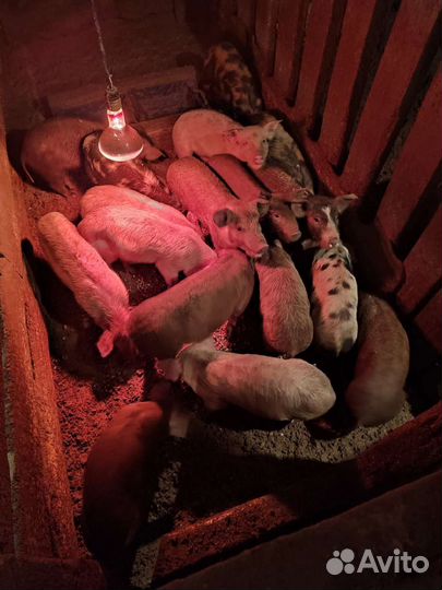 Животные-поросята, есть племенные особи