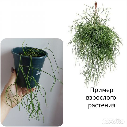 Комнатные цветы, Домашние растения