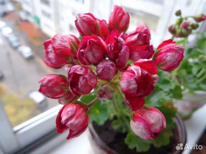 Тюльпанка пеларгония