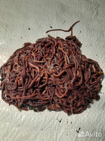 Червь красный для рыбалки