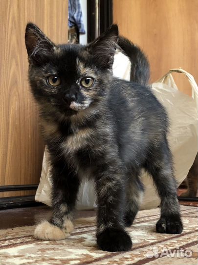 Игривый котенок в добрые руки