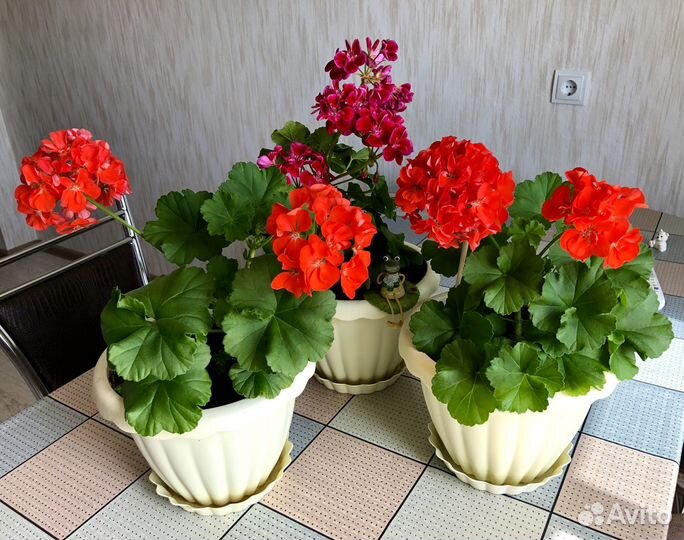 Пеларгония герань сортовая