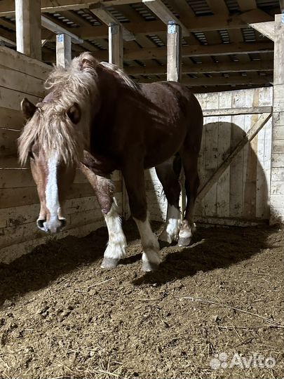 Жеребец тяжеловоз