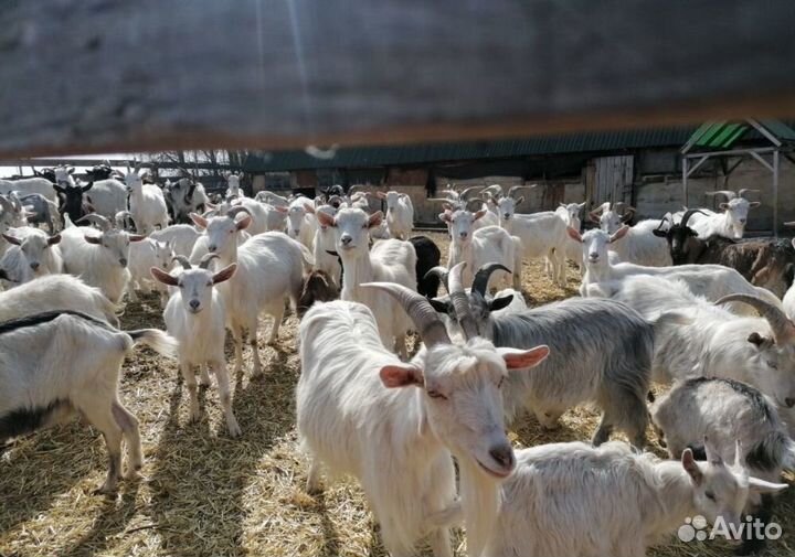 Козы козлята