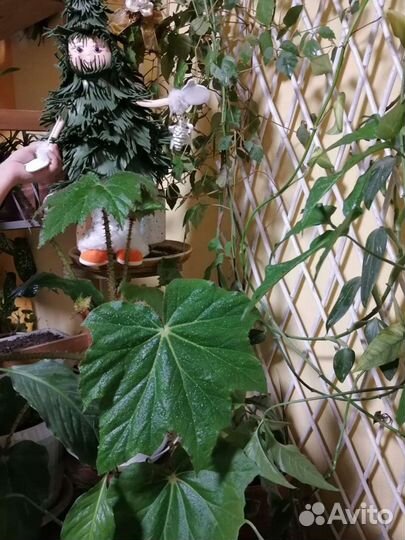 Монстера, бегония и др. комнатные цветы