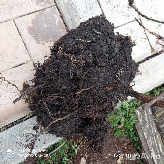 Продам клематисы