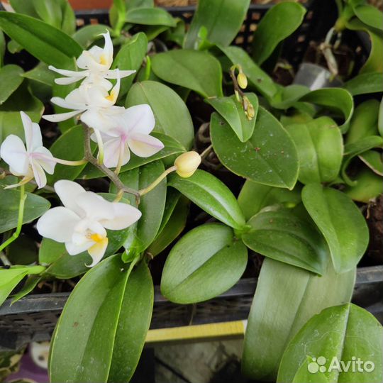 Фаленопсис мини
