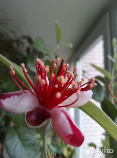 Фейхоа цветущее растение