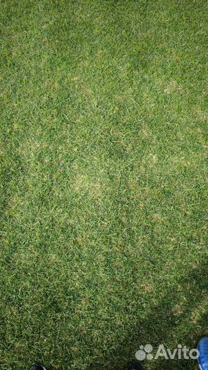 Рулонный газон
