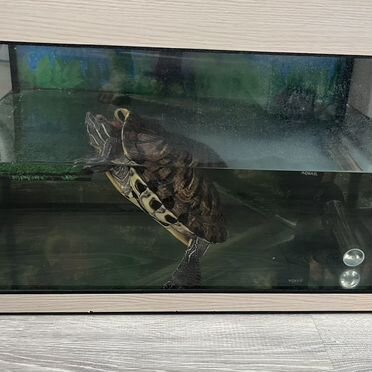 Красноухая черепаха