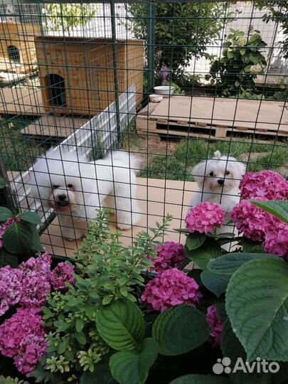 Передержка собак мелких и средних пород