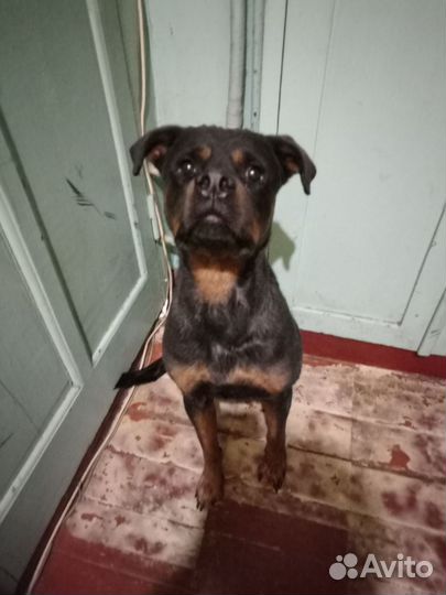 Отдам ротвейлера