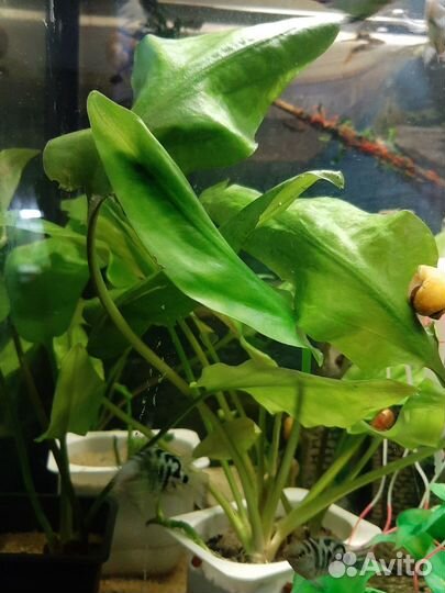 Растения в аквариум, камни для декора