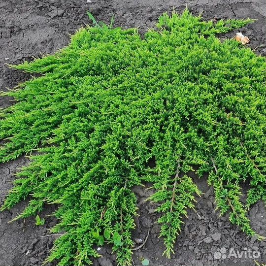 Можжевельник обыкновенный Грин Карпет